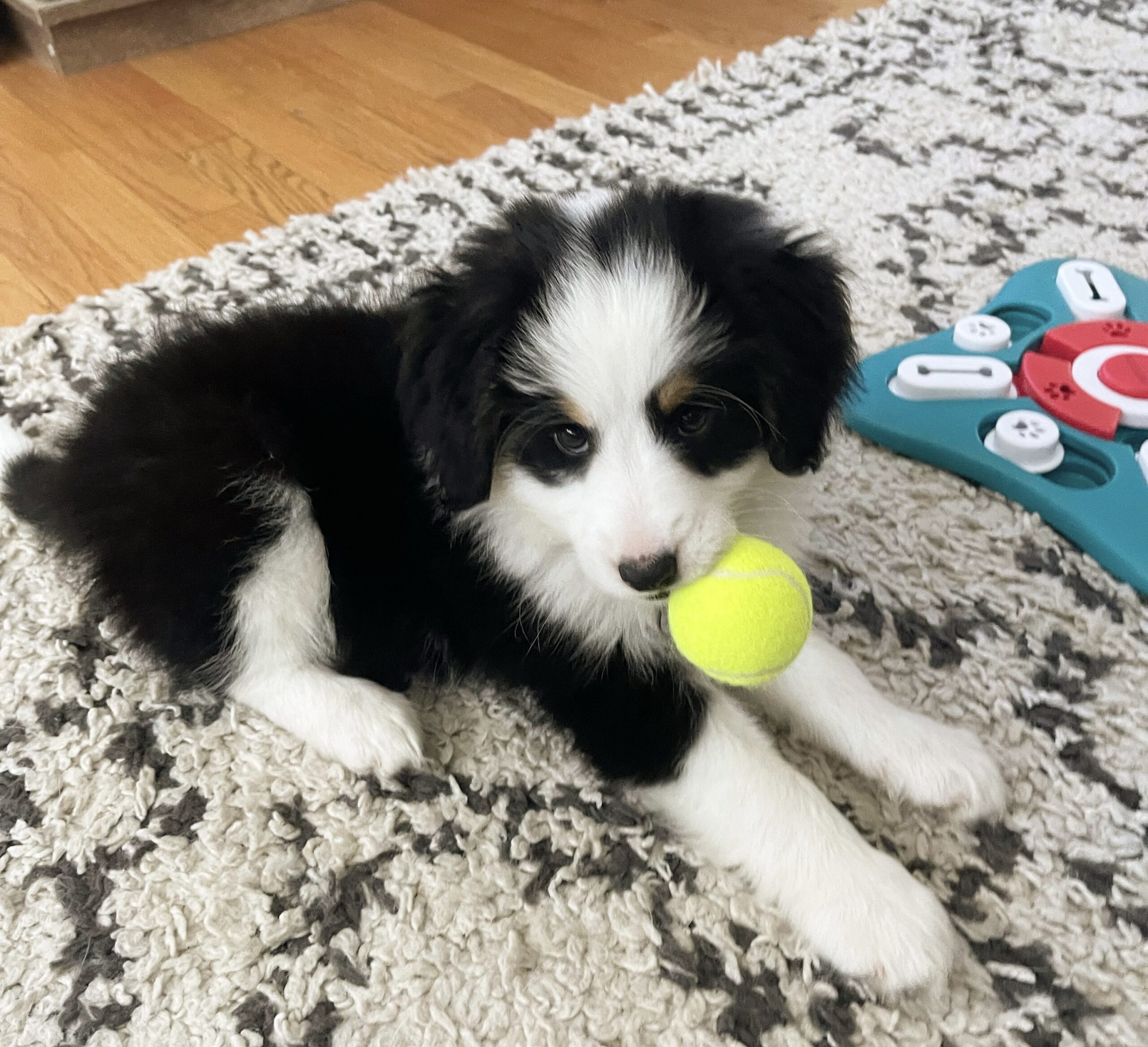 Ultimate New Puppy Checklist: Puppy Parenthood Unleashed