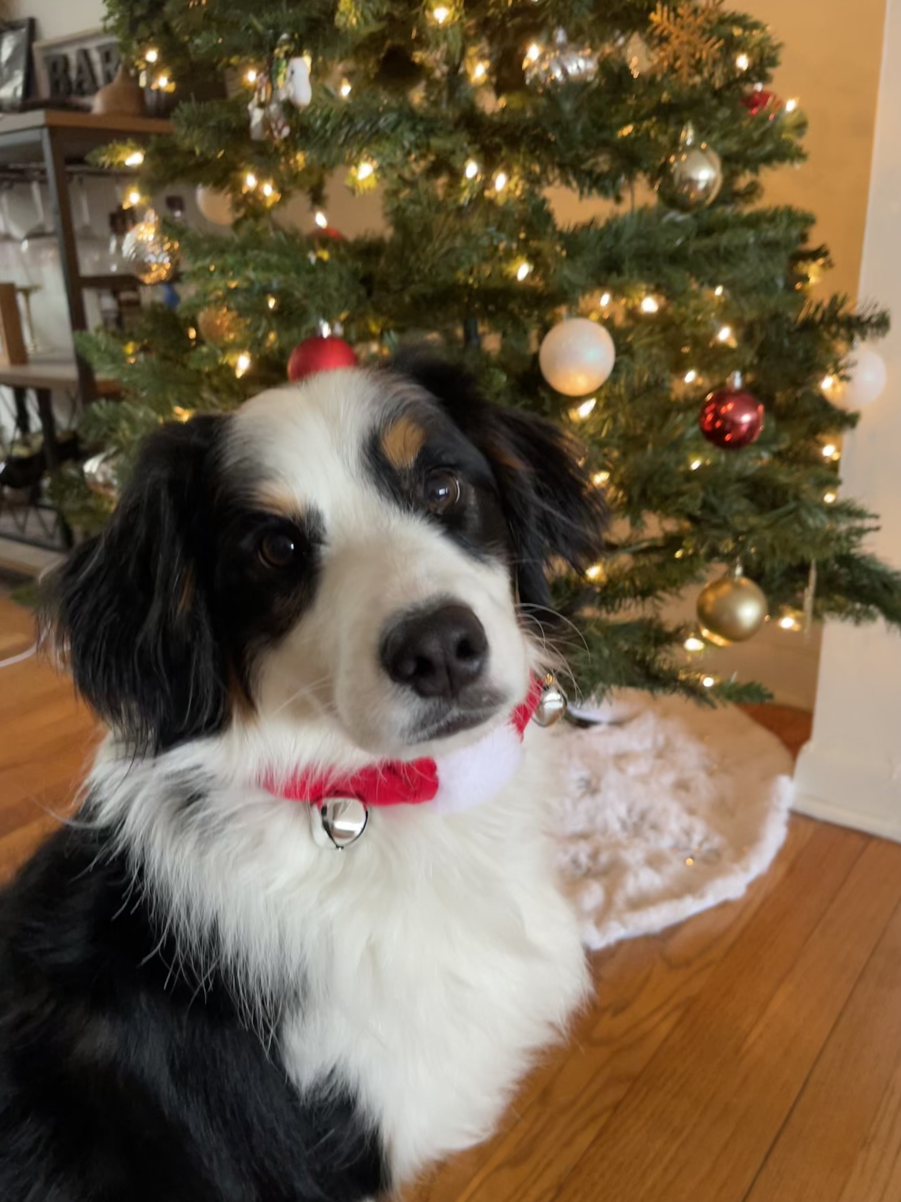 The Ultimate Holiday Wishlist, From Your Pup